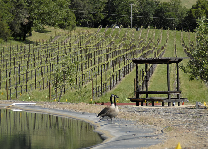 Geese and pond near vineyards